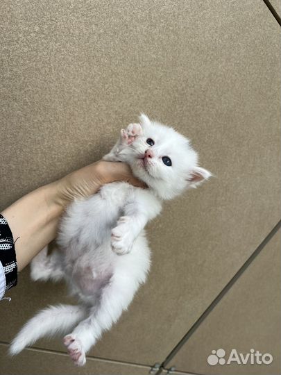 Котята бесплатно