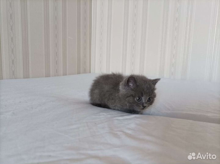 Отдам котят
