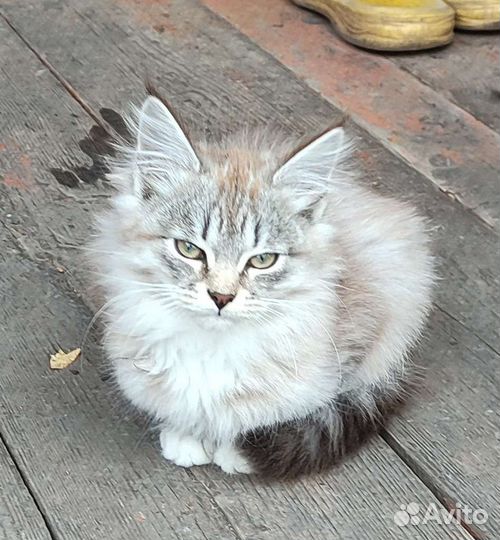 Котята в добрые руки бесплатно