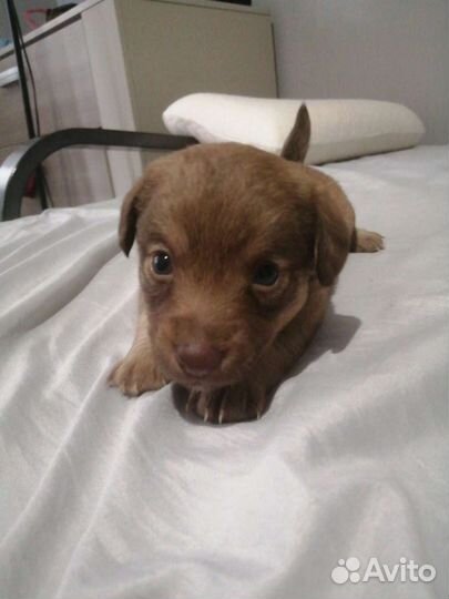 Щенки в добрые руки от небольшой собаки