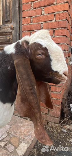 Козлята камори