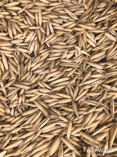 Овес фуражный 30кг