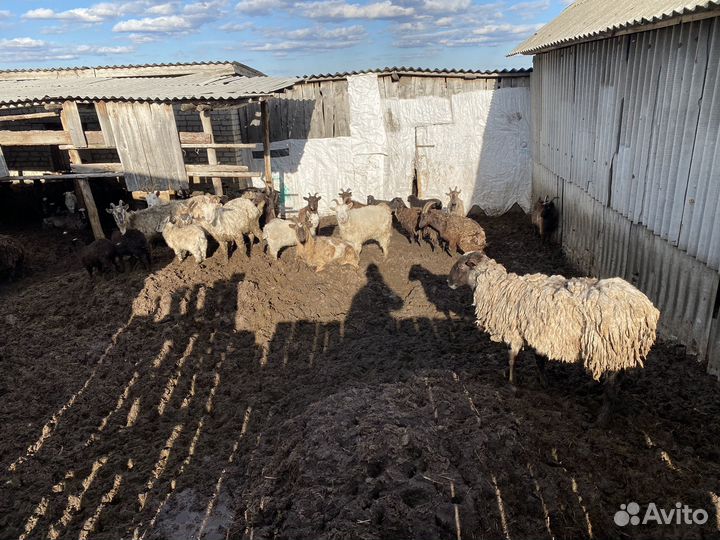 Овцы романовской породы и козы