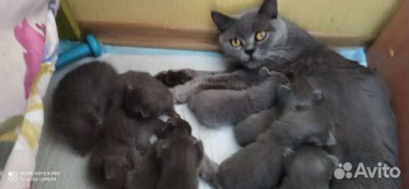 Британские котята