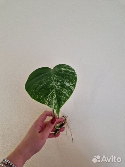 Монстера вариегатная Альба черенки