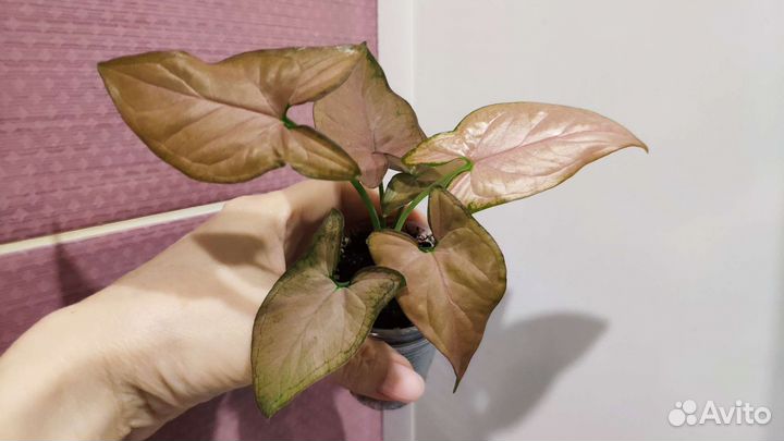 Сингониум розовый