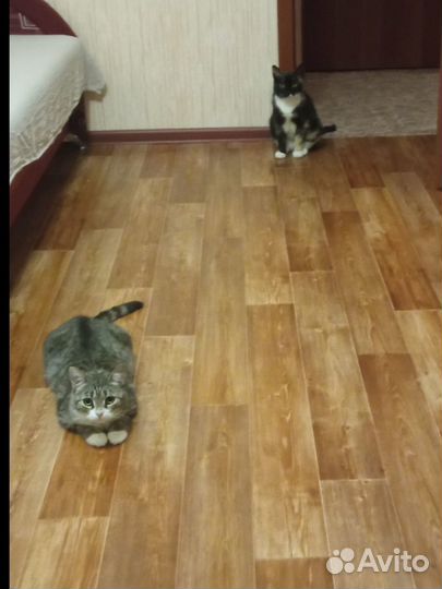 Кошку отдадут в приют