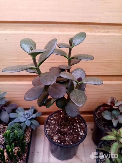 Суккуленты