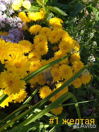 Хризантемы мультифлора