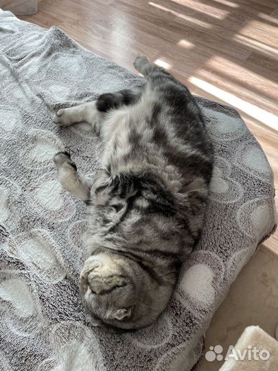 Шотландский вислоухий кот отдам в добрые руки
