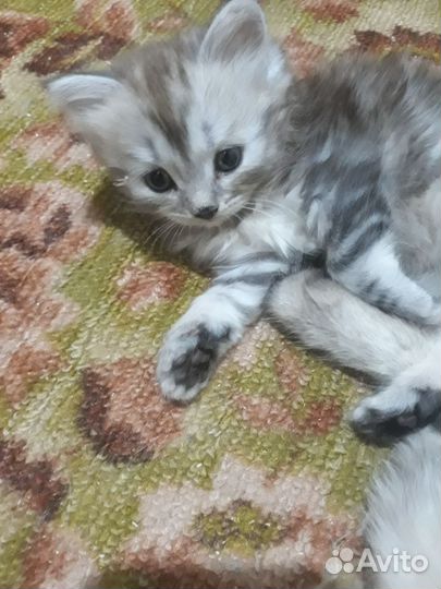 Котенок (девочка)в добрые руки