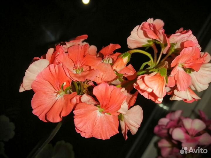 Пеларгонии сортовые