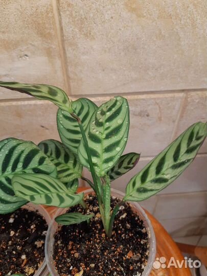 Ктенанта Бурле Маркс