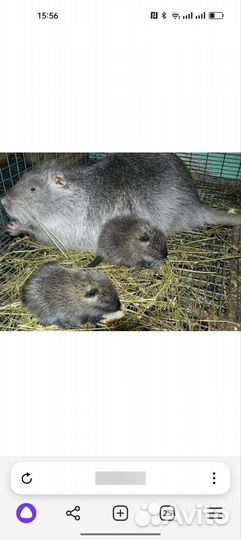 Продаются нутрии и калифорнийские кролики