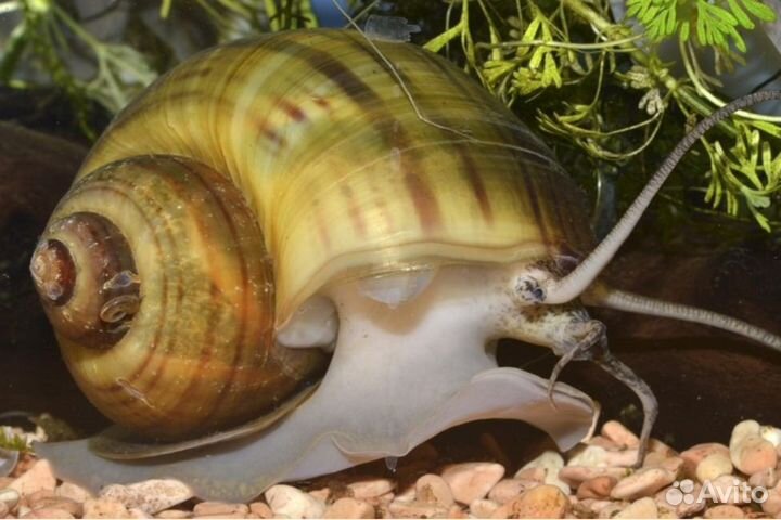 Улитка Ампулярия