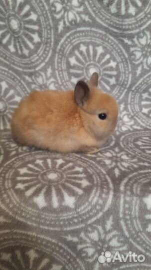 Мини карликовый кролик