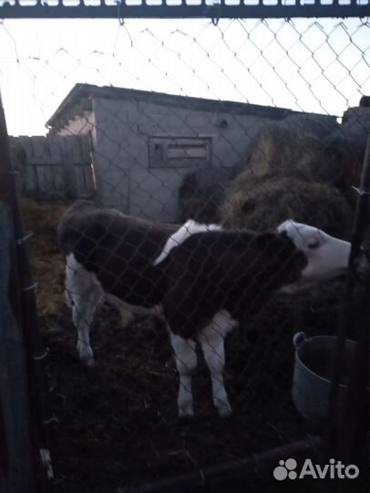 Коровы и бычок