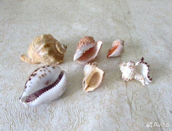 Ракушки морские. Цена за все