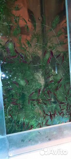 Аквариумные креветки красные