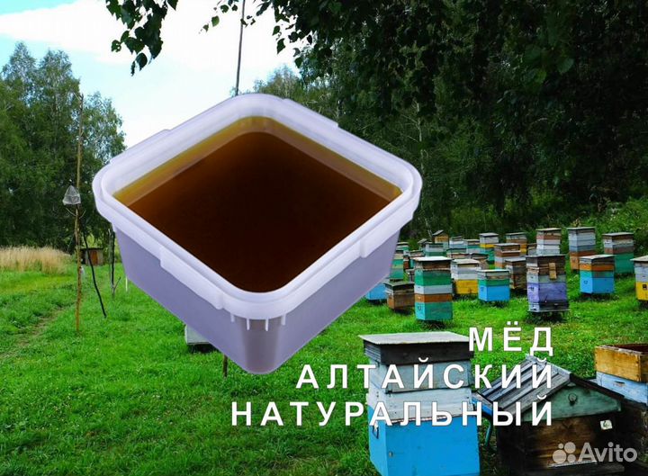 Мед натуральный алтайский оптом