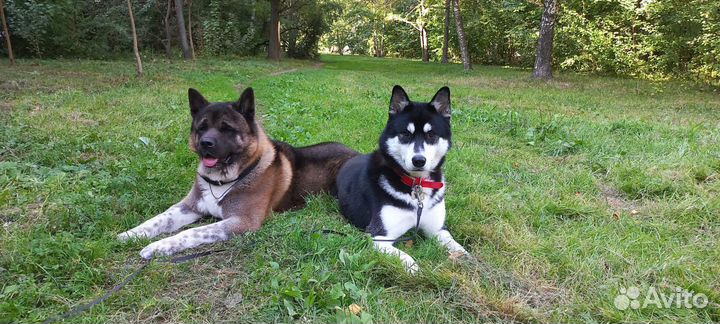 Красота для ваших собак