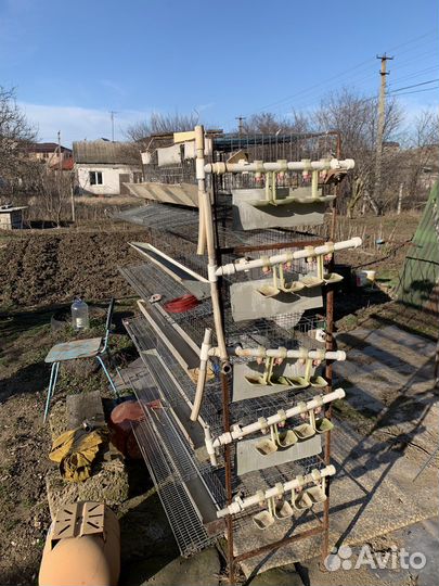 Клетки для перепелов