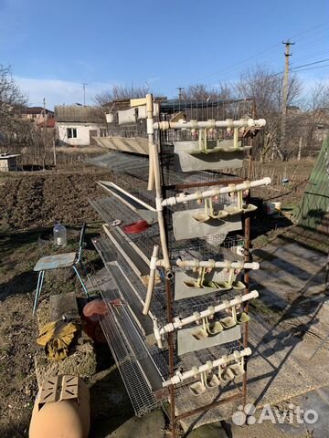 Клетки для перепелов