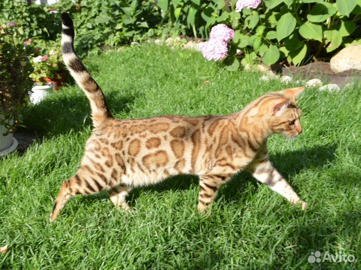 Эффектная девочка для выставок и плем. работы