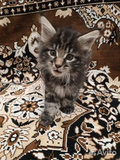 Котята мейн-кун