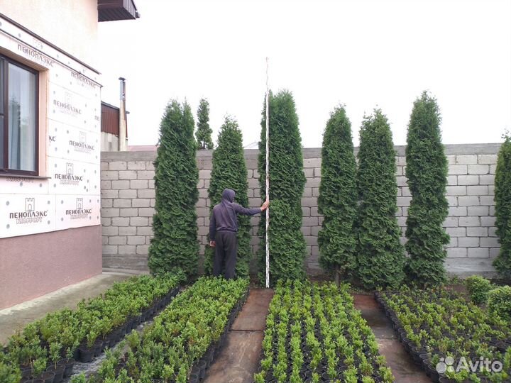 Туя колумна 3.2м