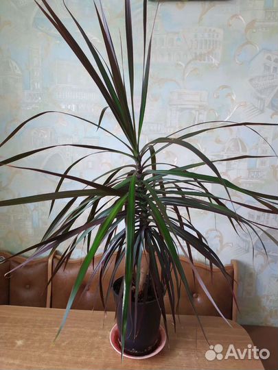 Драцена пальма