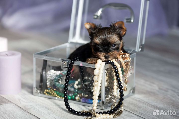 Йоркширский терьер