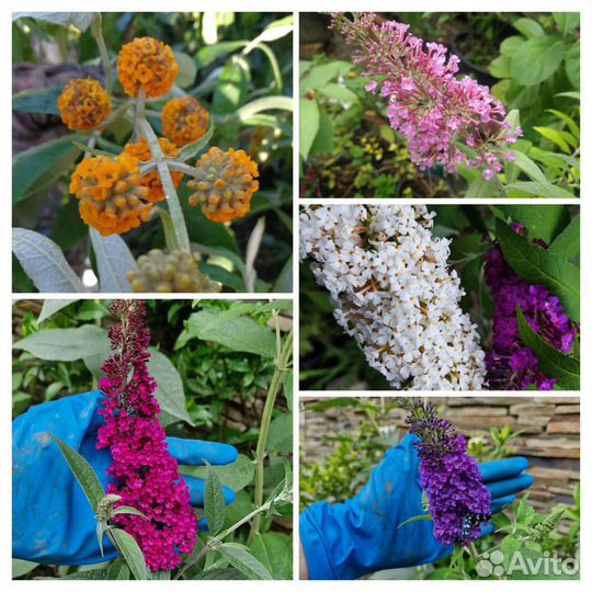 Буддлея несколько сортов