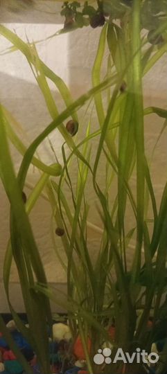 Аквариумные улитки