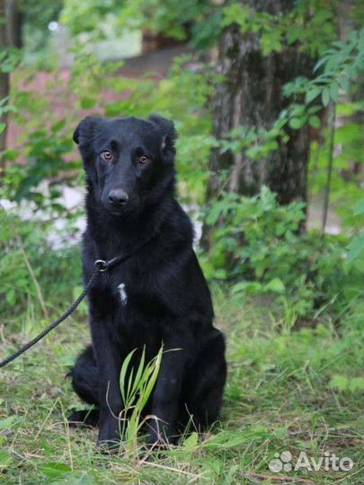 Девочка метис лабрадора