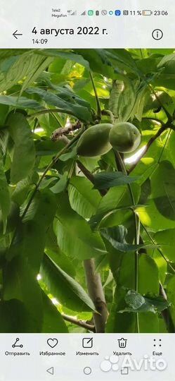 Саженцы маньчжурского ореха