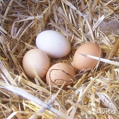 Яйца куриные, гусиные