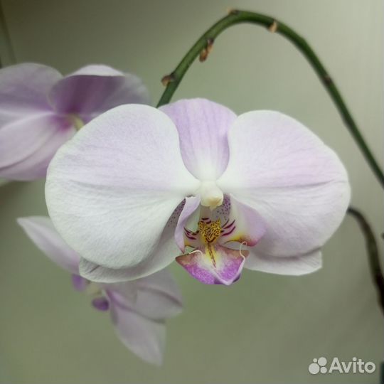 Сортовые орхидеи