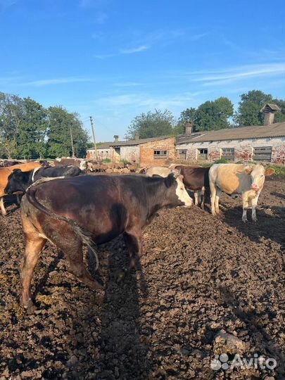 Телка, нетель