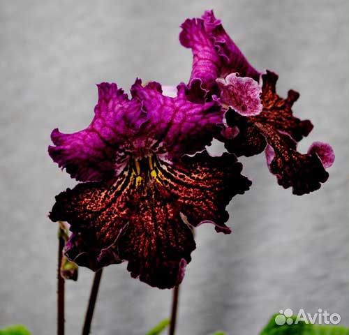 Стрептокарпусы, фиалки