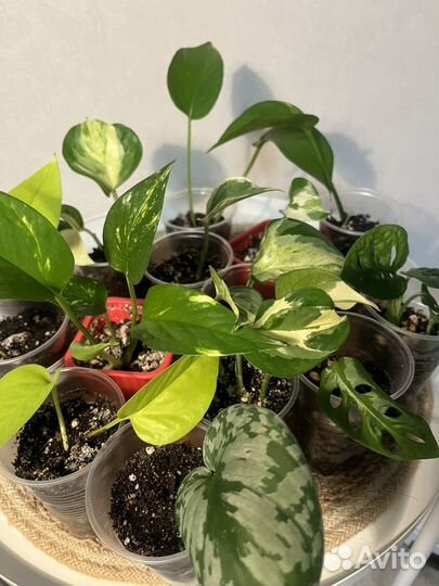 Комнатные лианы