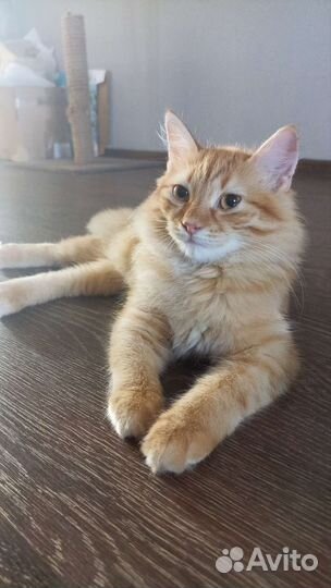 Кошечка в добрые руки