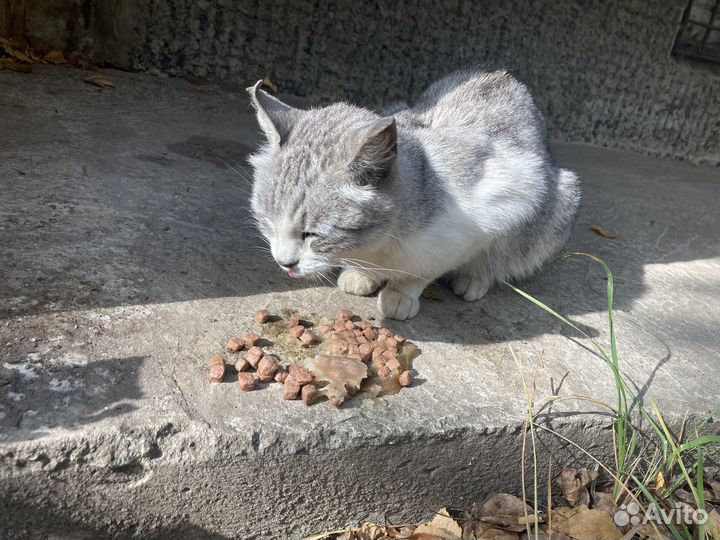 Пристраиваю кошку
