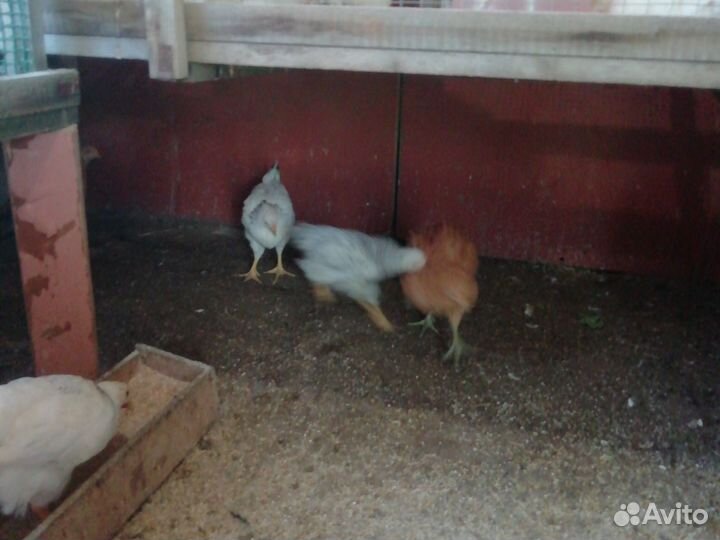 Куры несушки
