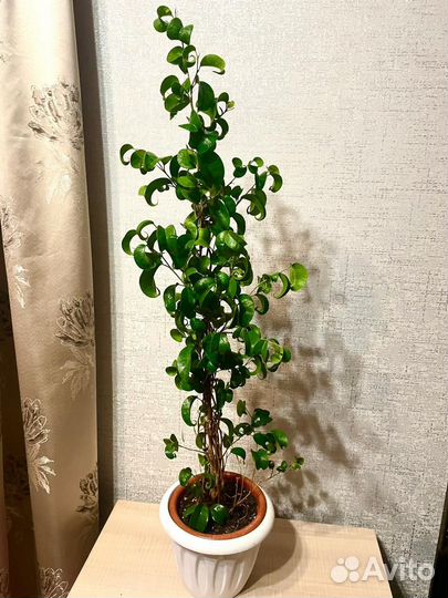 Сортовые фикусы большие и маленькие