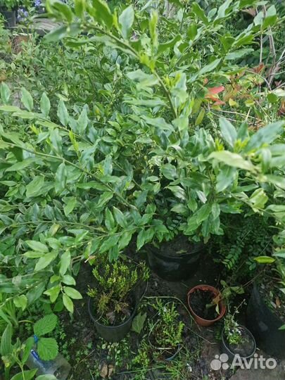 Саркококка малыши и взрослые кусты