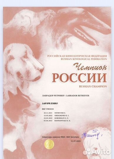 Лабрадорчики