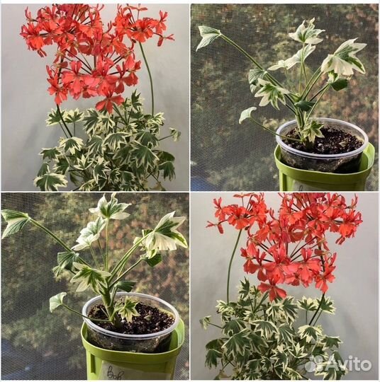 Сортовые пеларгонии