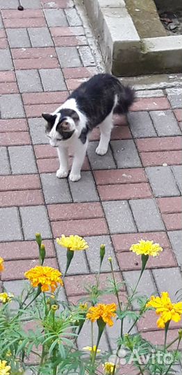 Котик бесплатно