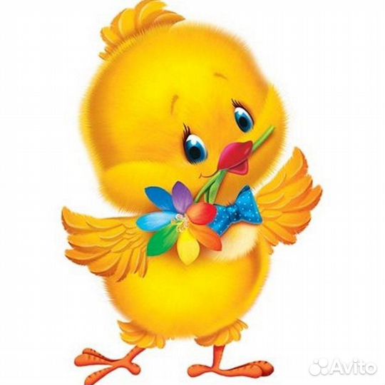 Цыплята несушки